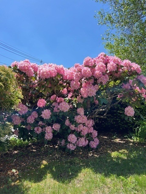 17 Wakefield St Reading, MA 01867